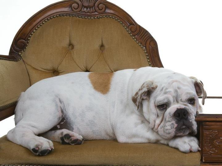 Engelsk bulldog Erling - Dengang man var en lille prut på 17 uger!!! billede 11