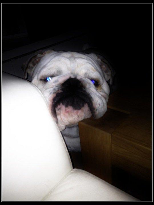 Engelsk bulldog Erling billede 12