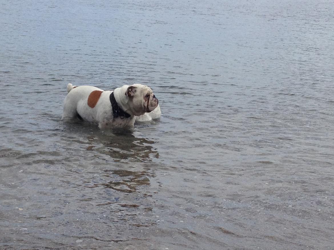 Engelsk bulldog Erling - En dejlig svømmetur på stranden :-) billede 13