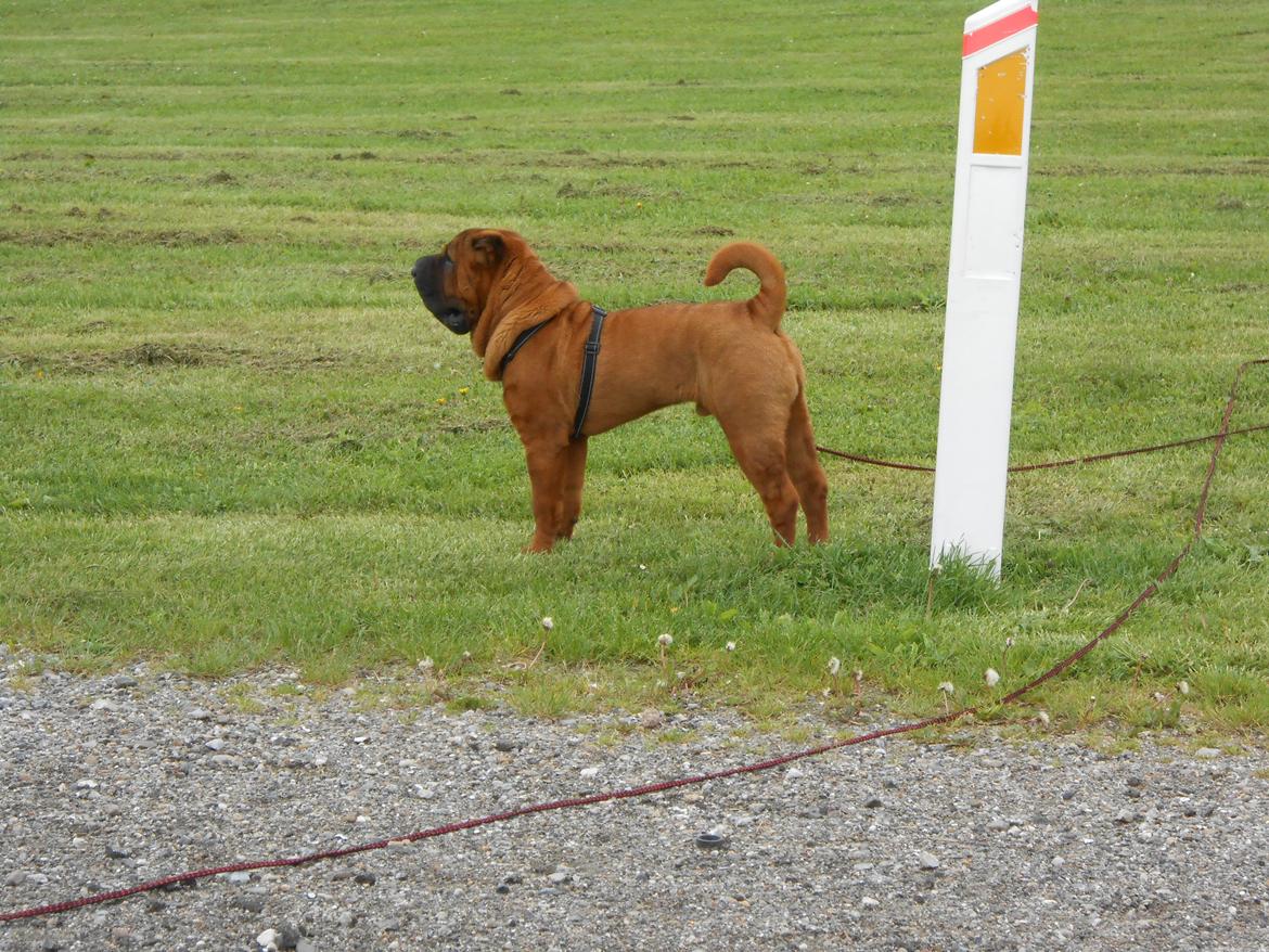 Shar pei Hubert - 6 måneder.  billede 5
