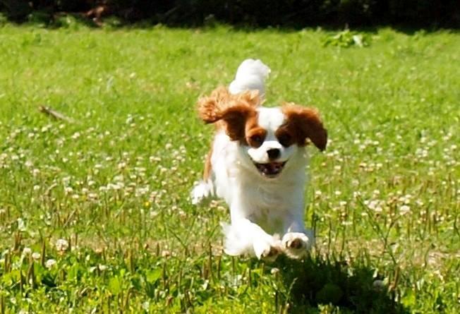 Cavalier king charles spaniel Charlie billede 4