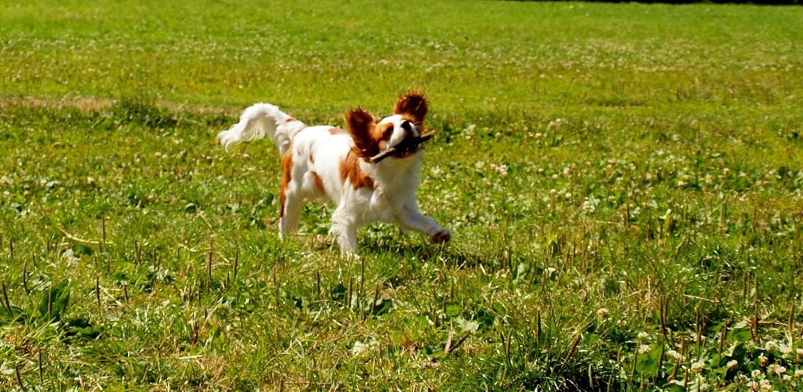 Cavalier king charles spaniel Charlie billede 5