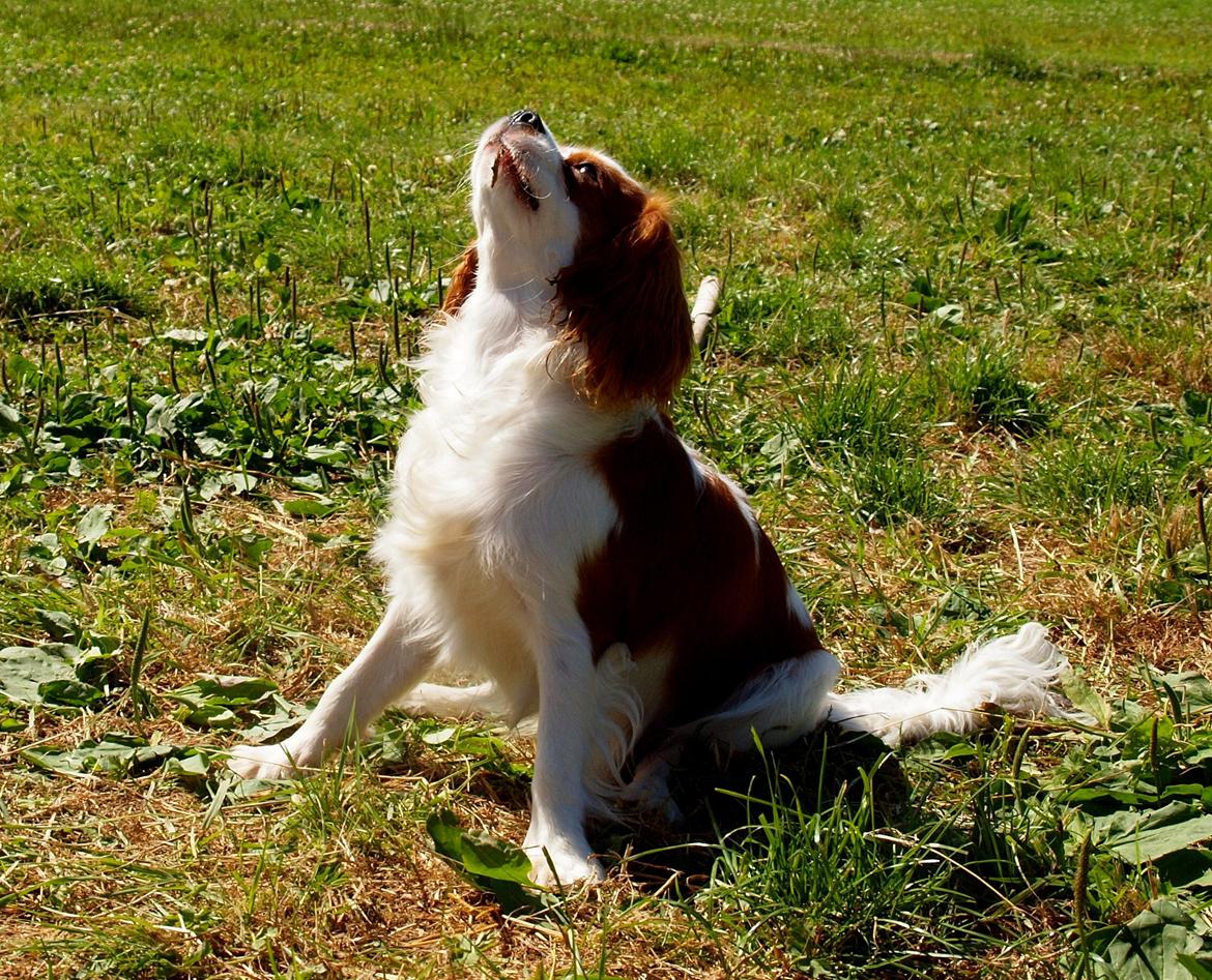 Cavalier king charles spaniel Charlie billede 6