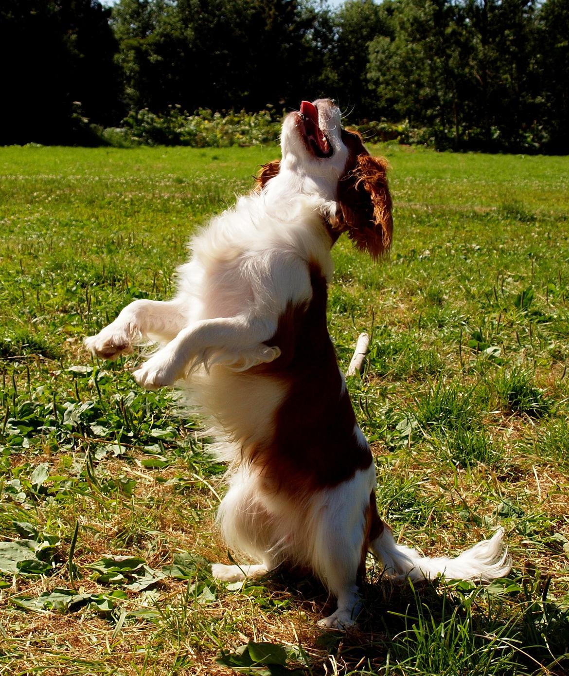 Cavalier king charles spaniel Charlie billede 8