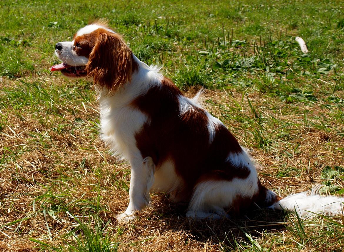 Cavalier king charles spaniel Charlie billede 7