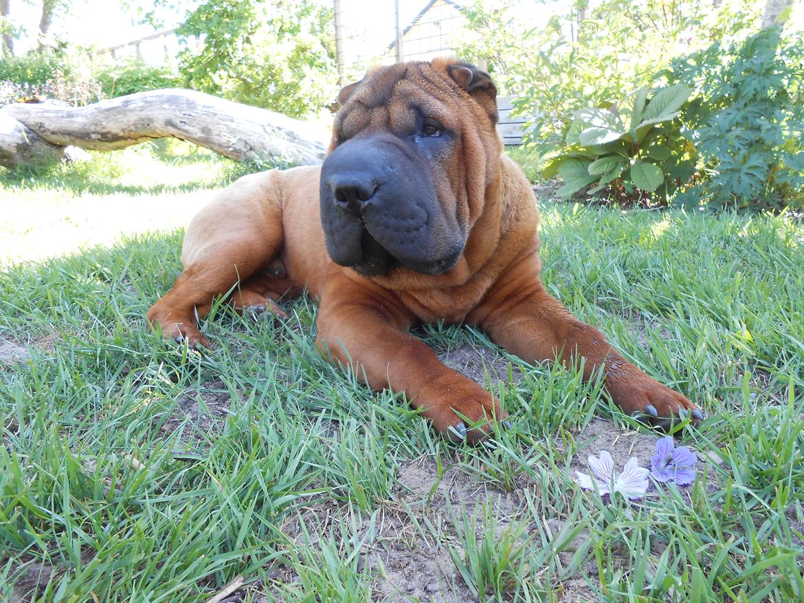 Shar pei Hubert - 7 måneder. billede 4