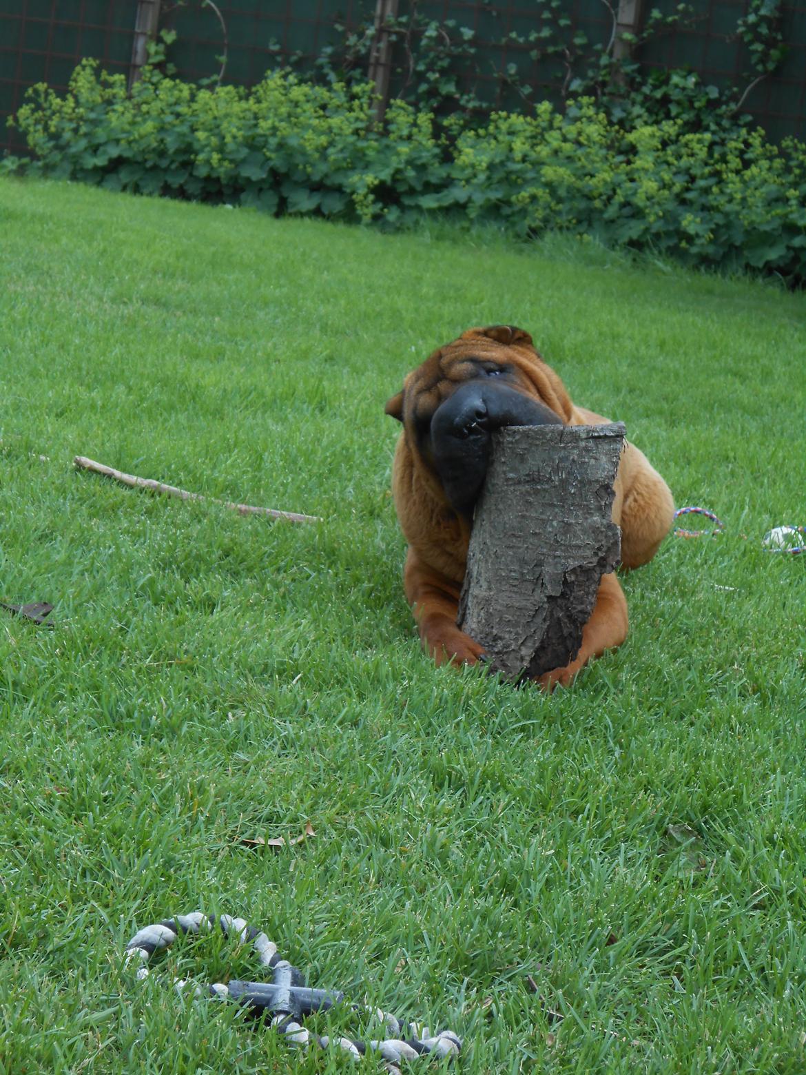 Shar pei Hubert - Hubert - der sidder noget mellem dine tænder!! ... et lille stykke bark ;) billede 3