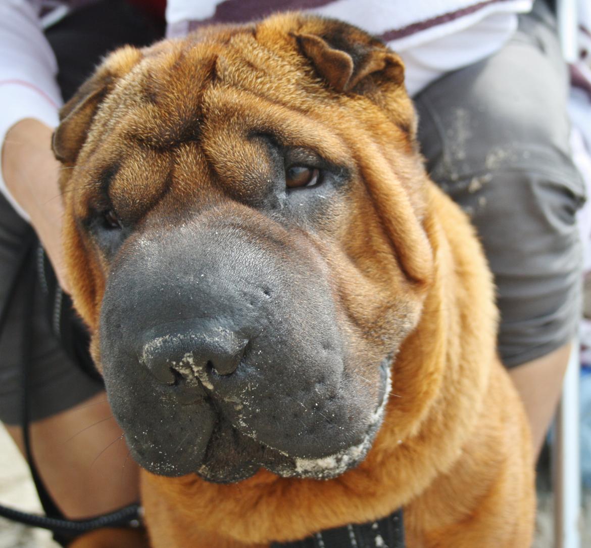 Shar pei Hubert - Næsten 9 mdr. Ung og følsom - mors dreng <3 billede 1