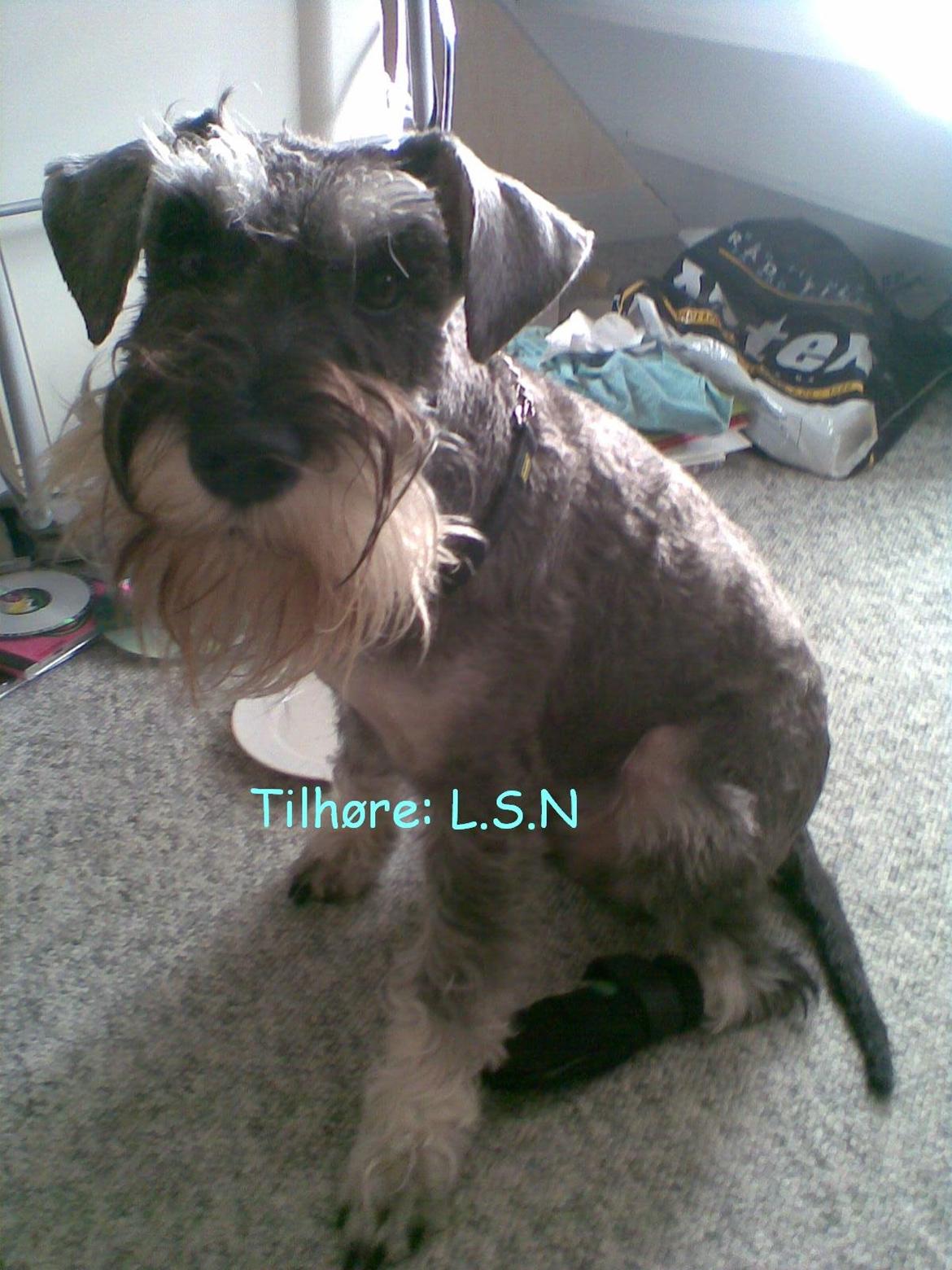 Dvaergschnauzer Luffe - Klondaikes Ohio + R.I.P billede 27