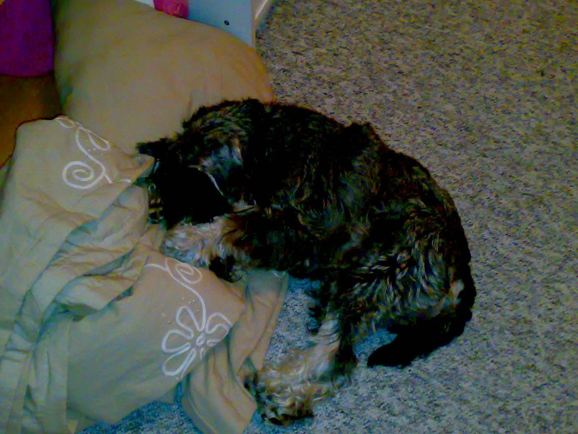 Dvaergschnauzer Luffe - Klondaikes Ohio + R.I.P billede 28