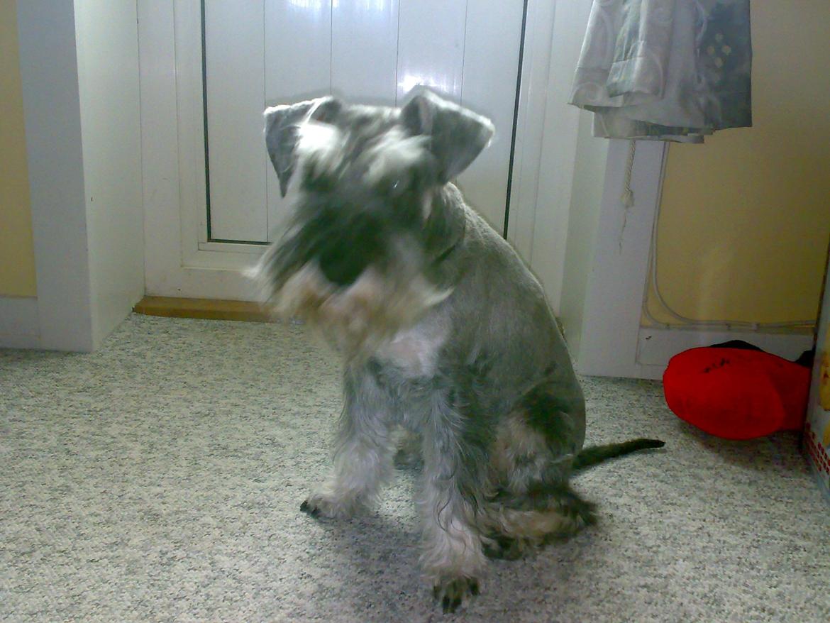 Dvaergschnauzer Luffe - Klondaikes Ohio + R.I.P billede 29