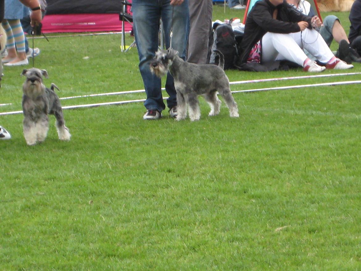 Dvaergschnauzer Luffe - Klondaikes Ohio + R.I.P billede 30