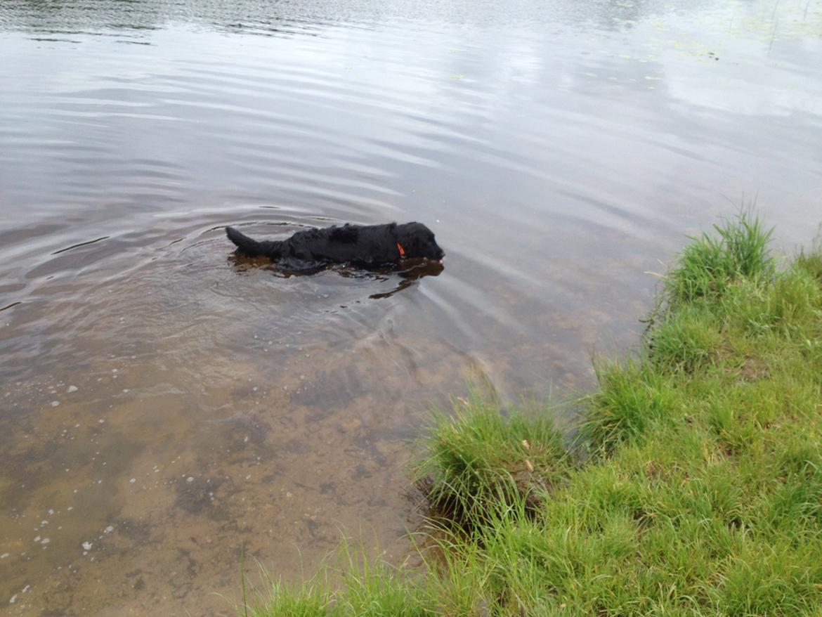 Flat coated retriever KENZO - Kenzo er ude og bade:-) billede 5