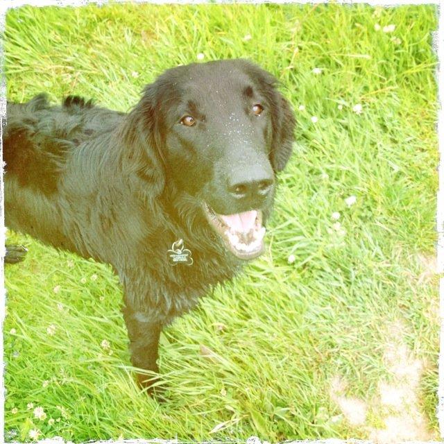 Flat coated retriever KENZO billede 4