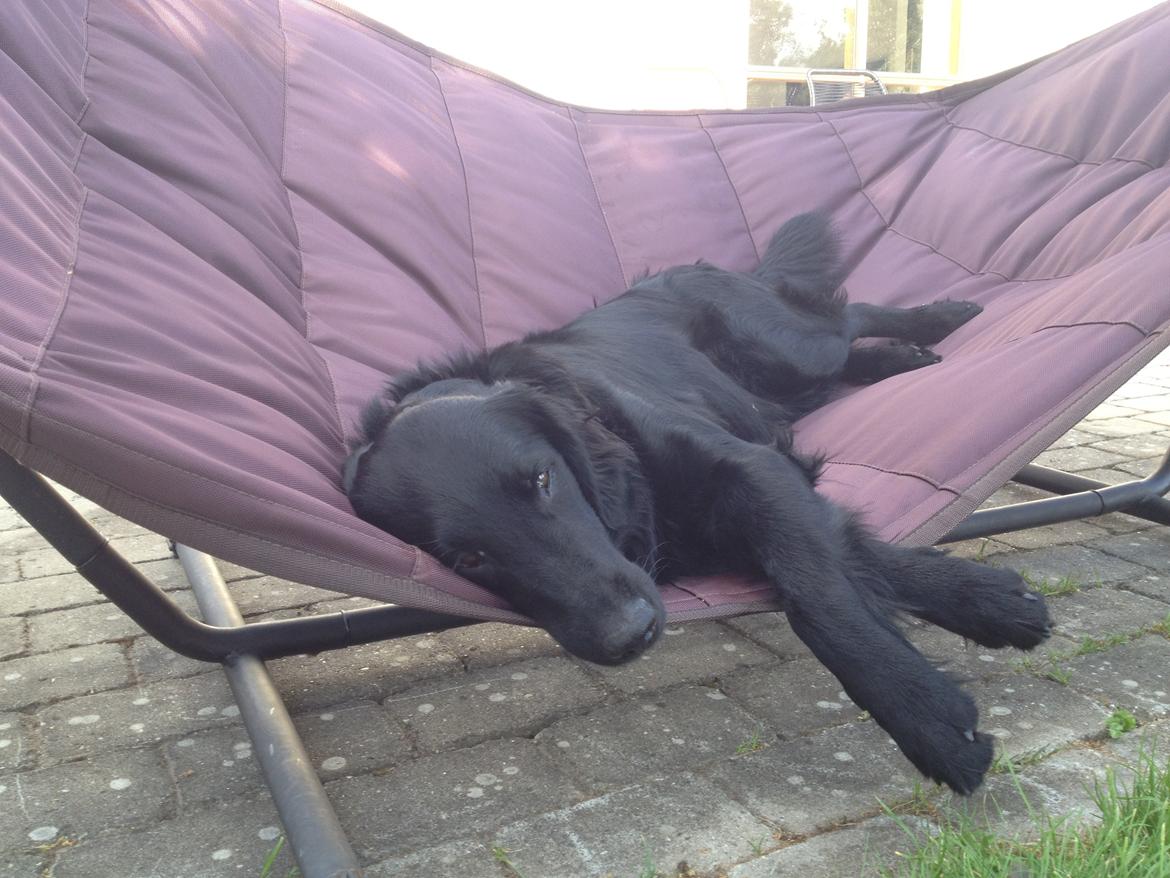 Flat coated retriever KENZO - SOOO CUUUTE billede 18