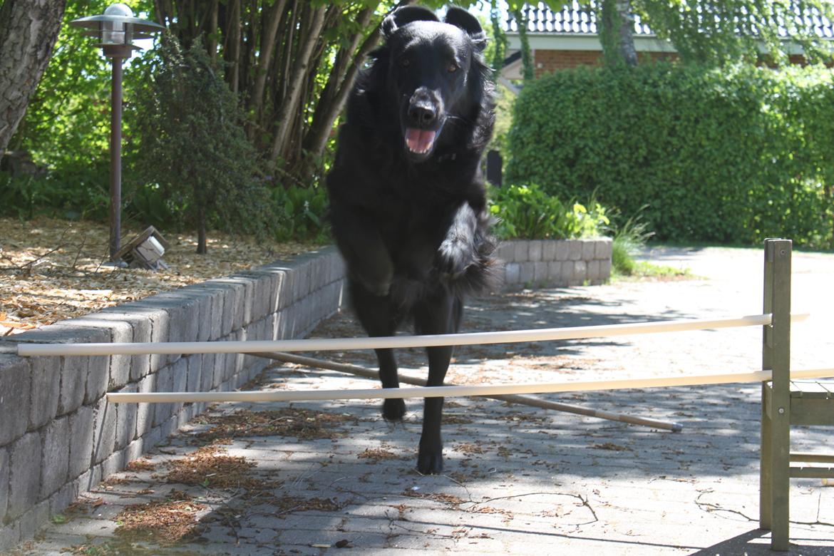 Flat coated retriever KENZO - "You mean everything"<3 billede 8