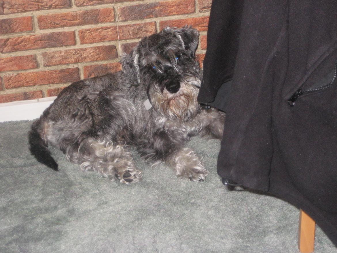 Dvaergschnauzer Luffe - Klondaikes Ohio + R.I.P billede 31