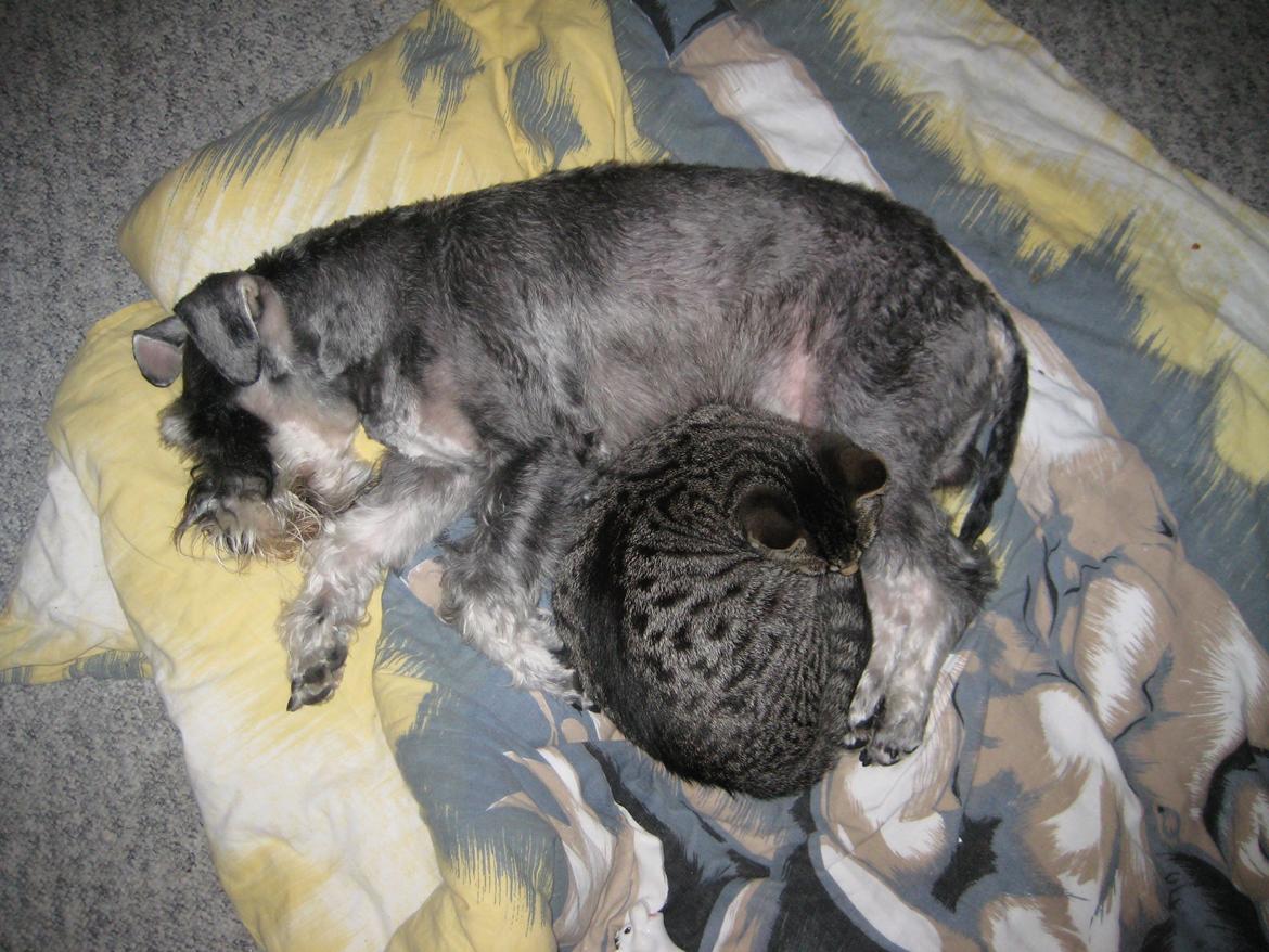 Dvaergschnauzer Luffe - Klondaikes Ohio + R.I.P billede 32