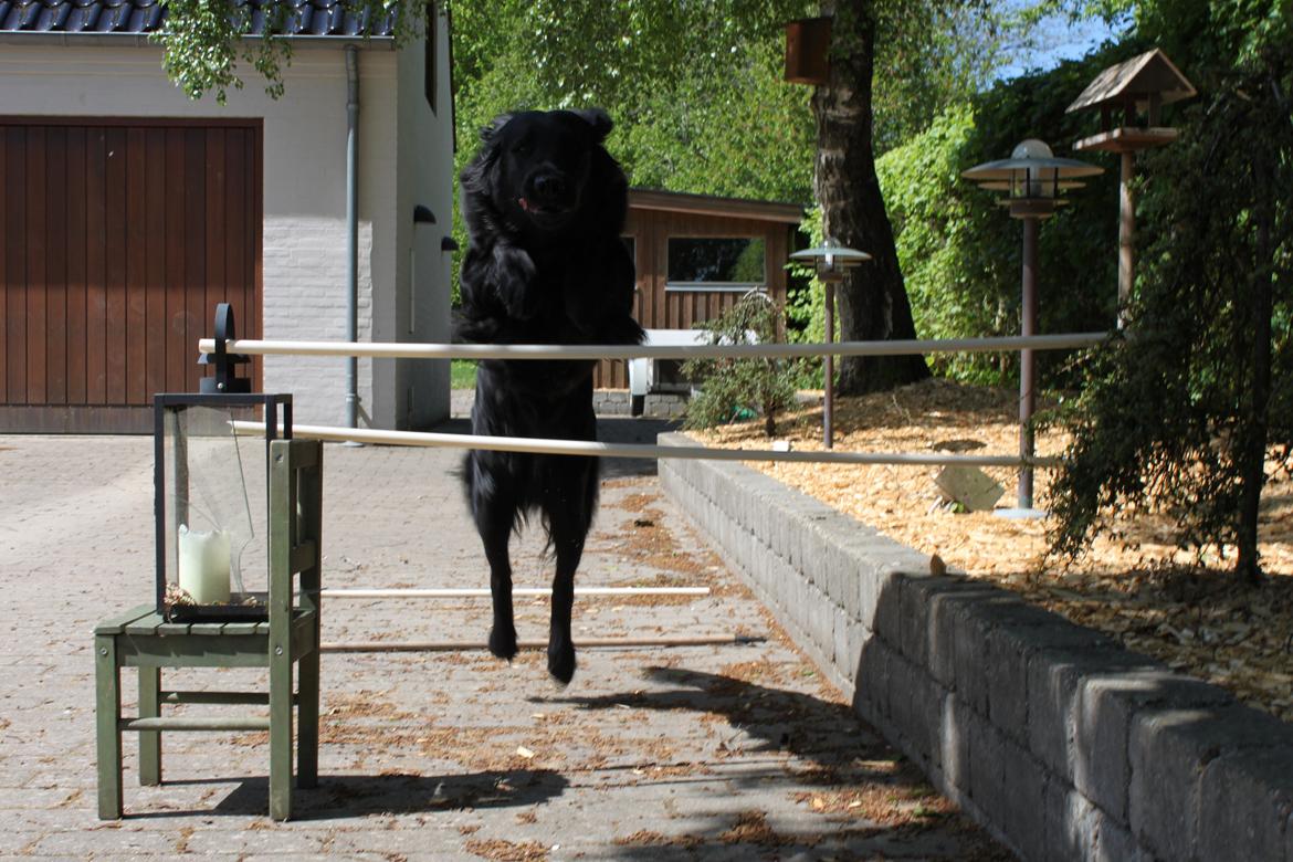 Flat coated retriever KENZO - "stjerne"<3 100 cm eller højere!!!!!! billede 28