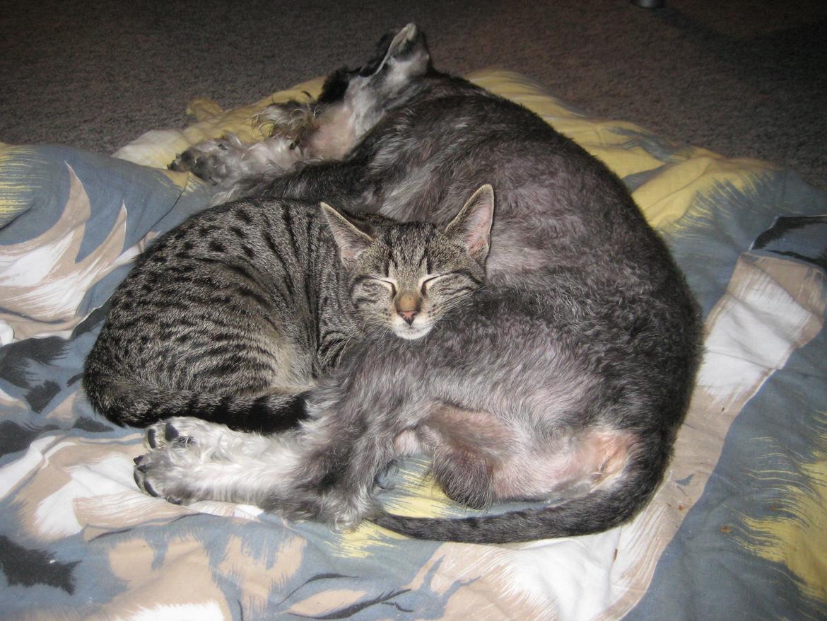 Dvaergschnauzer Luffe - Klondaikes Ohio + R.I.P billede 33