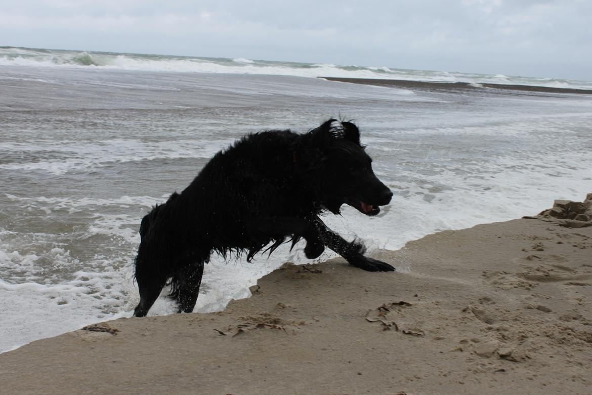 Flat coated retriever KENZO - - Vesterhavet 2013 billede 10