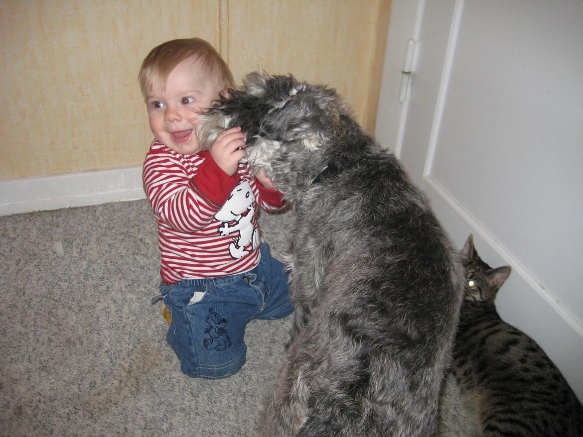 Dvaergschnauzer Luffe - Klondaikes Ohio + R.I.P billede 34