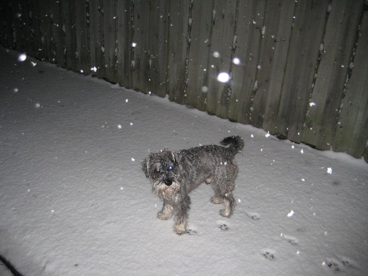 Dvaergschnauzer Luffe - Klondaikes Ohio + R.I.P billede 35