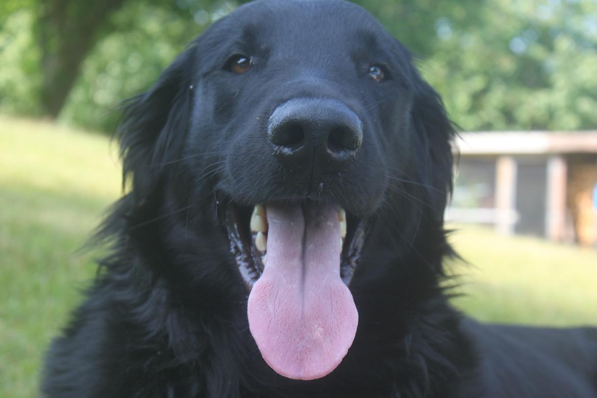 Flat coated retriever KENZO - KENNY <3 billede 24