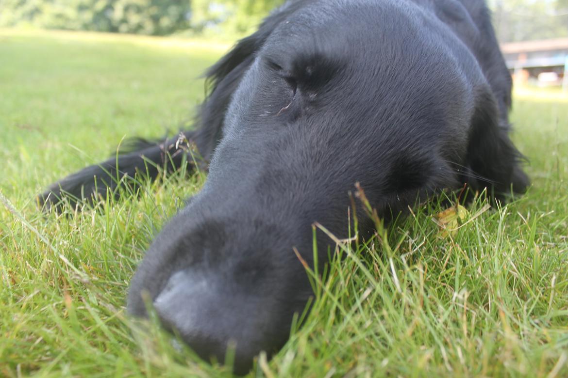 Flat coated retriever KENZO billede 13