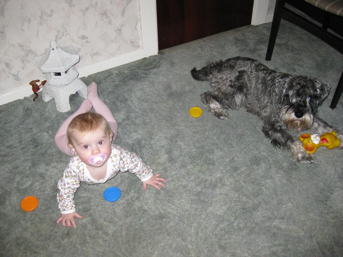 Dvaergschnauzer Luffe - Klondaikes Ohio + R.I.P billede 36