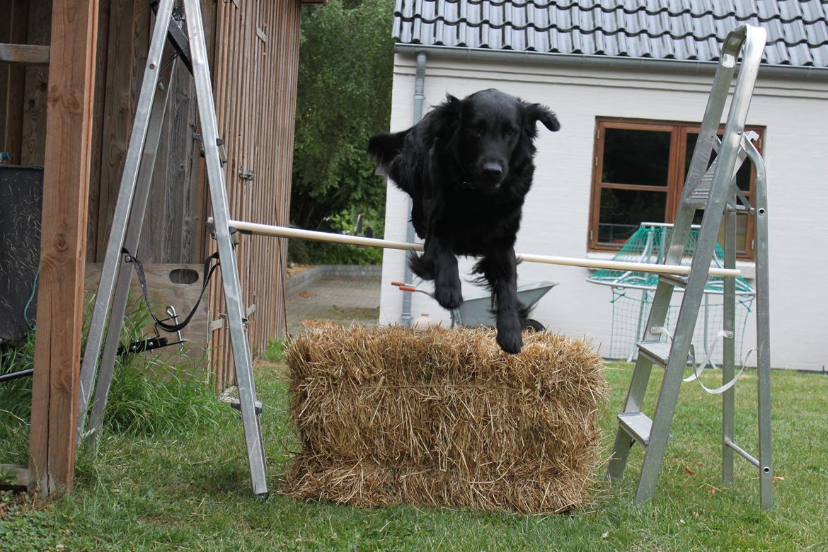 Flat coated retriever KENZO - "One and only" billede 16