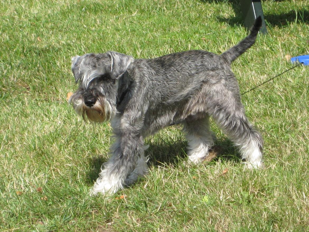 Dvaergschnauzer Luffe - Klondaikes Ohio + R.I.P billede 37