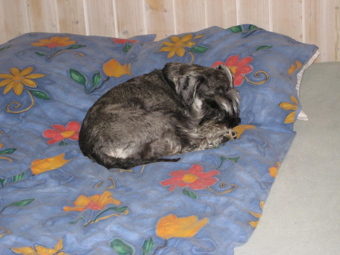 Dvaergschnauzer Luffe - Klondaikes Ohio + R.I.P billede 38