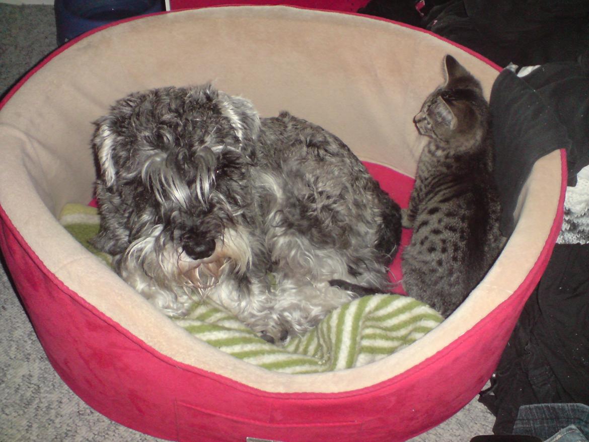 Dvaergschnauzer Luffe - Klondaikes Ohio + R.I.P billede 39