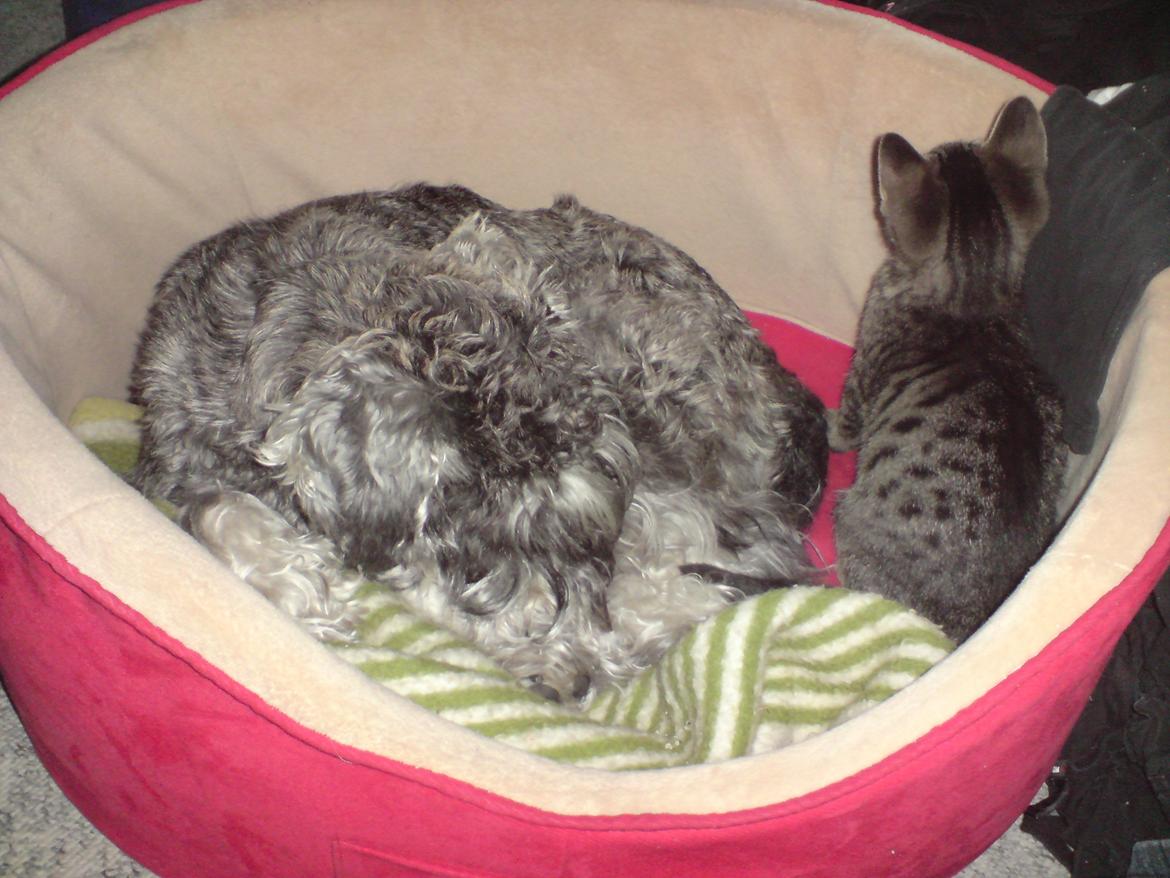 Dvaergschnauzer Luffe - Klondaikes Ohio + R.I.P billede 40