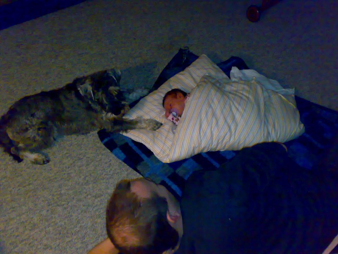 Dvaergschnauzer Luffe - Klondaikes Ohio + R.I.P billede 41