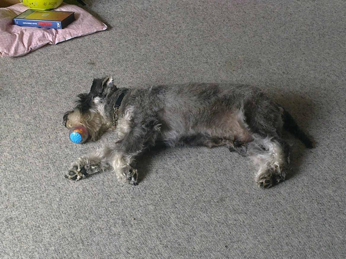 Dvaergschnauzer Luffe - Klondaikes Ohio + R.I.P billede 42