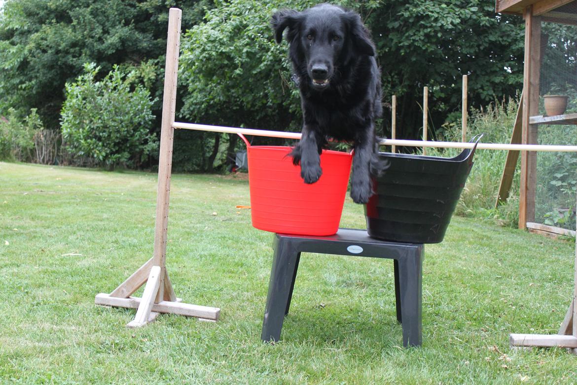 Flat coated retriever KENZO billede 19