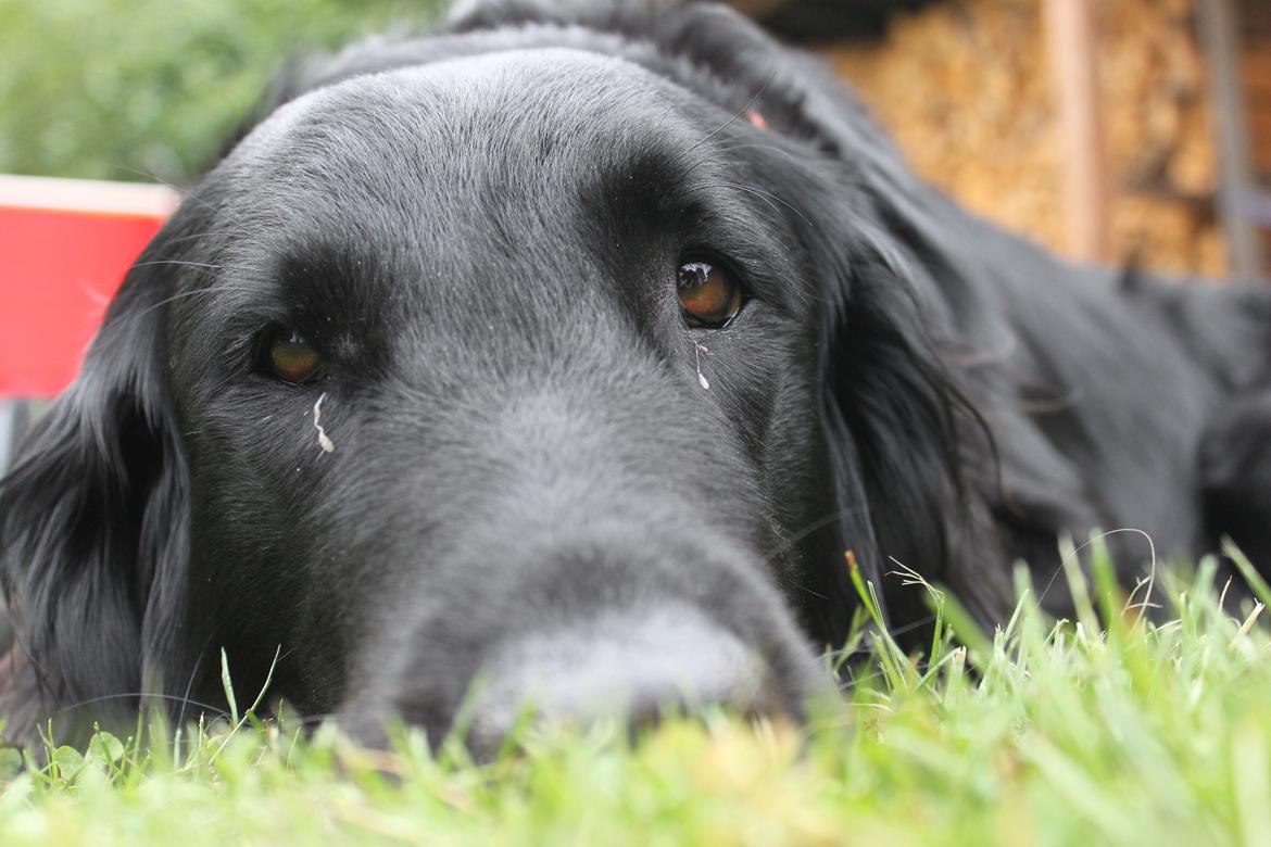 Flat coated retriever KENZO billede 7