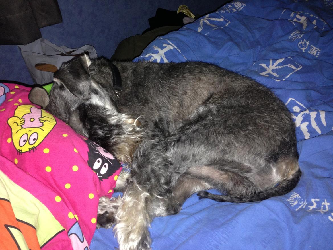 Dvaergschnauzer Luffe - Klondaikes Ohio + R.I.P billede 43