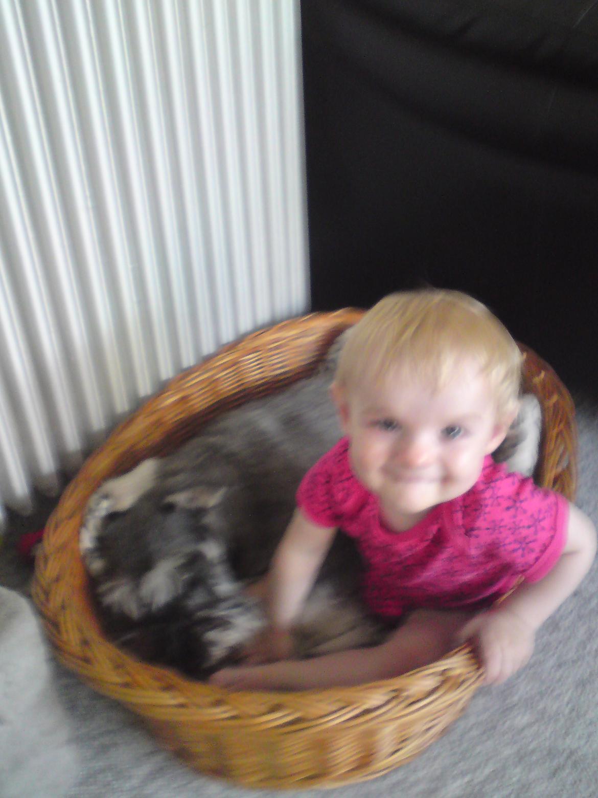 Dvaergschnauzer Luffe - Klondaikes Ohio + R.I.P billede 44