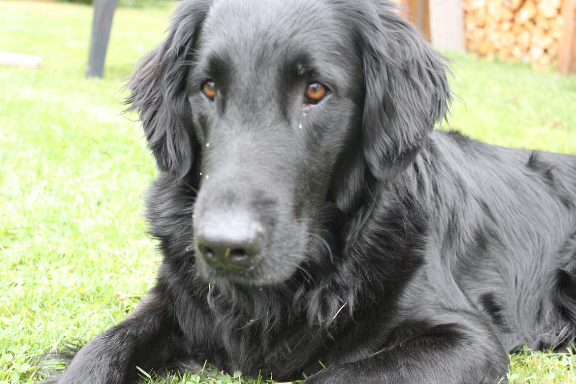 Flat coated retriever KENZO billede 21