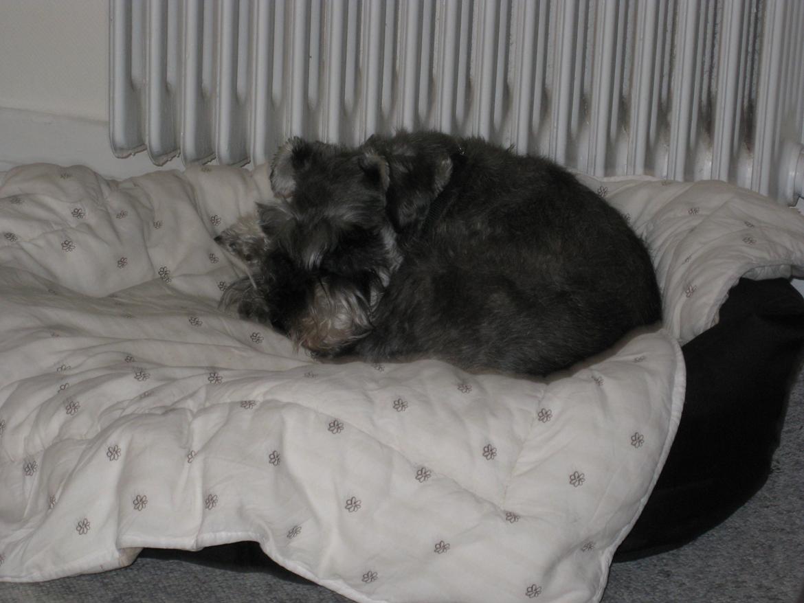 Dvaergschnauzer Luffe - Klondaikes Ohio + R.I.P billede 45