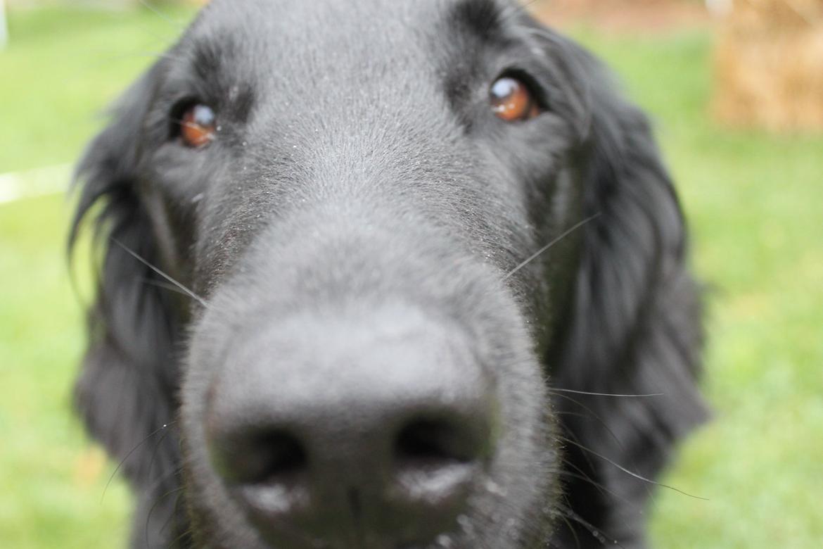 Flat coated retriever KENZO billede 30