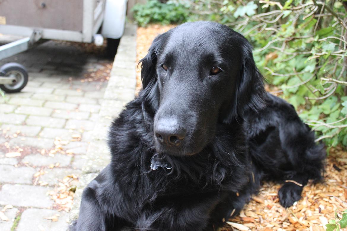 Flat coated retriever KENZO billede 15