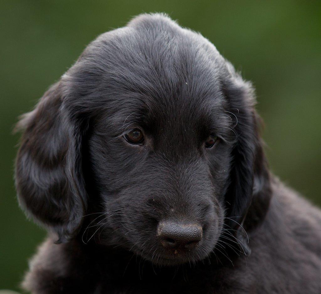 Flat coated retriever KENZO - Kenzo som bette hvalp <3 billede 9