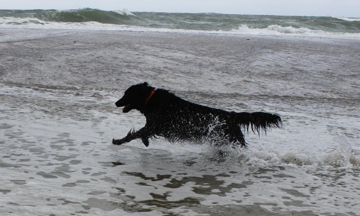 Flat coated retriever KENZO - - Vesterhavet 2013 billede 25