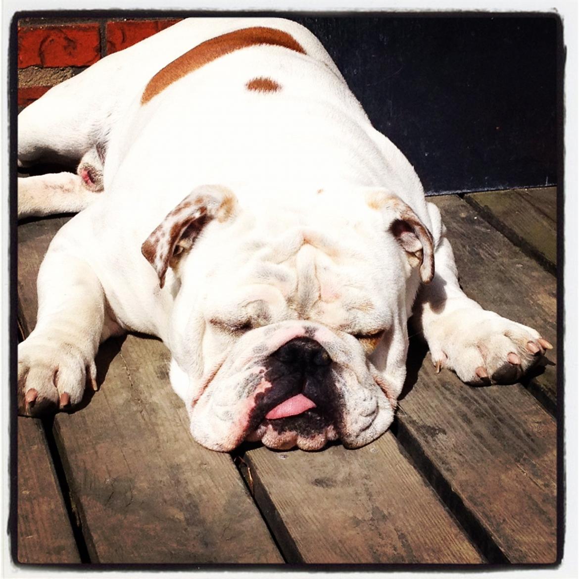 Engelsk bulldog Erling - Nyder det gode vejr på træterrassen <3 billede 14