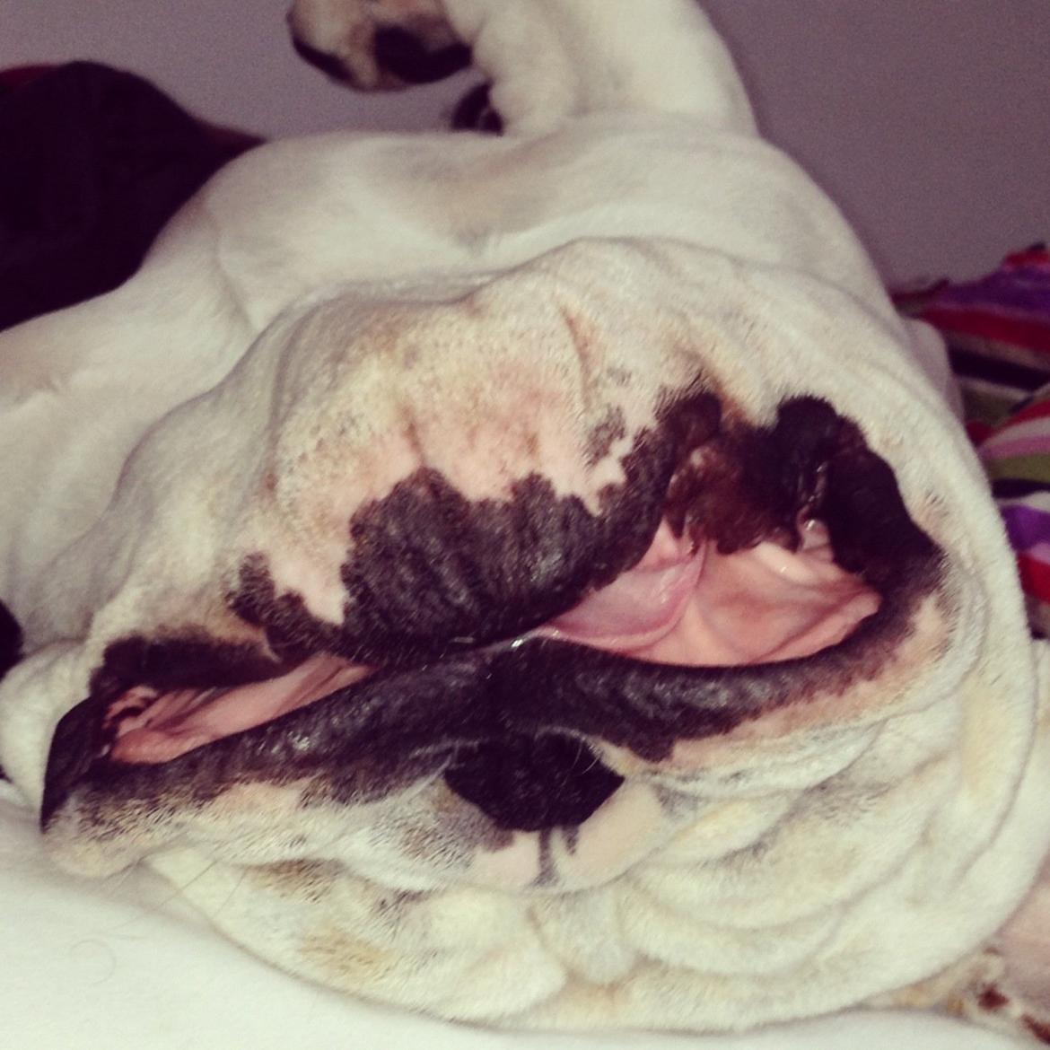 Engelsk bulldog Erling - Mon han ligger godt?? billede 15