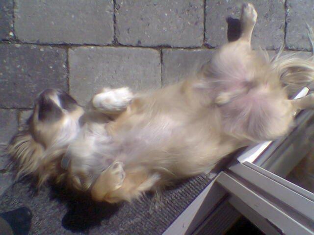 Tibetansk spaniel Gaz ( Famillines hund) billede 1